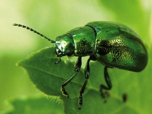 Käfer an Bäumen & Sträuchern