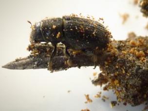 Wolllaus an Bäumen & Sträuchern