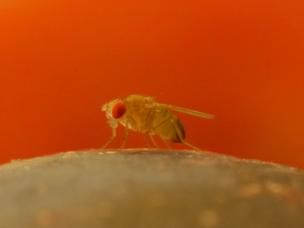 Kirschessigfliege