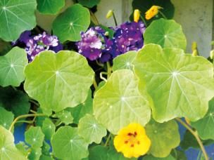 Kletterpflanzen, Sichtschutz zum Anbeißen