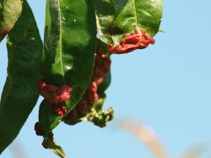 Kräuselkrankheit Pfirsich an Obst