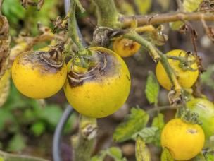 Kraut- und Braunfäule Tomaten