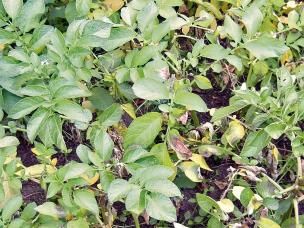 Kraut- und Knollenfäule an Kartoffel