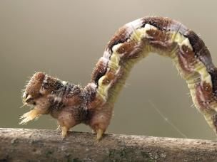 Leimringe gegen Frostspanner