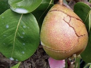 Mangelsymptome, Witterungseinflüsse u. Ä. an Obst