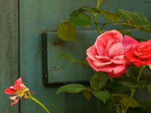 Mangelsymptome & Witterungseinflüsse an Rosen