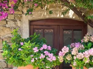 Mediterrane Pflanzen auf Balkon und Terrasse