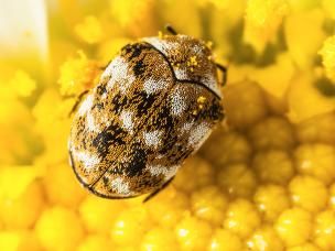 Teppichkäfer, Museumskäfer
