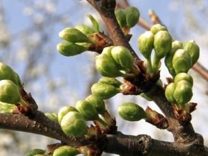 Obstbaumspinnmilbe frühzeitig bekämpfen