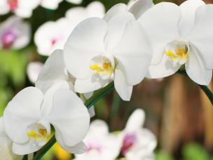 Orchideen und ihre Pflege