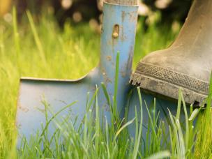 Pflanzung von Ziersträuchern