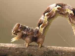 Raupe, Larve beißender Insekten an Bäumen & Sträuchern