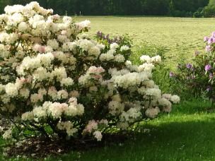 Rhododendron