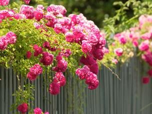 Rosen - Pflanzung und Gestaltung