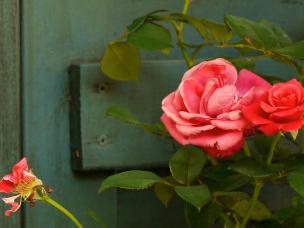 Rosenpflege im Sommer