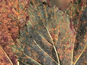 Säulenrost an Johannisbeere