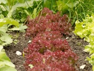 Kopfsalat pflanzen und pflegen