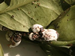 Schildlaus an Bäumen & Sträuchern