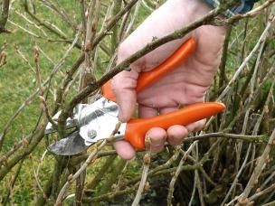 Schnittmaßnahmen an Beerensträuchern