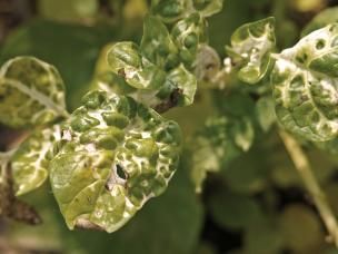 Spritzschäden durch unsachgemäße Anwendung an Bäumen & Sträuchern