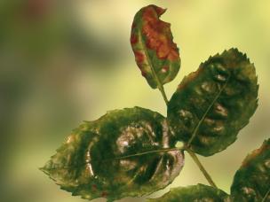 Spritzschäden durch unsachgemäße Anwendung an Rosen