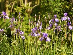 Stauden für alle Fälle