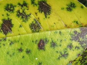 Sternrußtau an Rosen