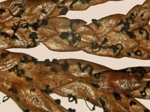 Trieb- und Zweigsterben an Thuja