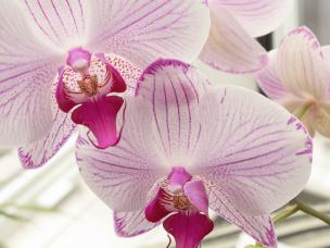 Orchideen vermehren