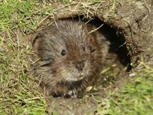 Wühlmäuse im Garten