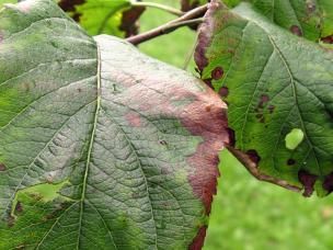 Wie mit Schrot durchschossen