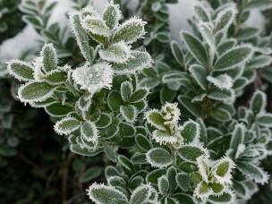 Winterpflege für Immergrüne
