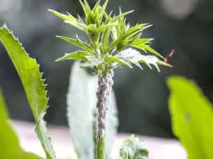 Wollläuse an Zimmerpflanzen bekämpfen