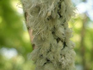 Wolllaus an Bäumen & Sträuchern