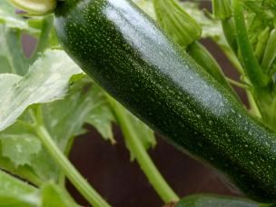 Zucchini