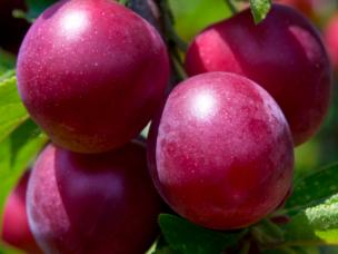 Zwetschgen und Pflaumen