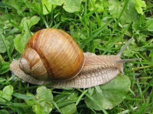 Weinbergschnecke auf Wiese