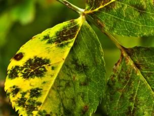 Blattfleckenkrankheit Sternrußtau an Rose