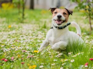 Hund in blühender Wiese