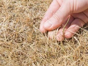 Hand hält vertrockneten Halm in verbranntem Rasen