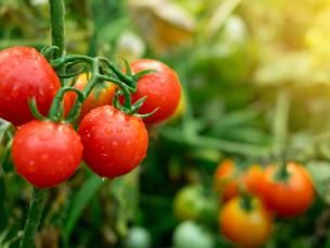 Planter des tomates