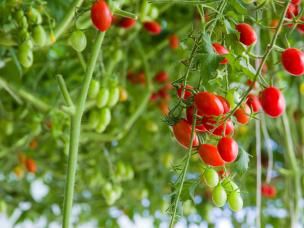 tomates cerises 