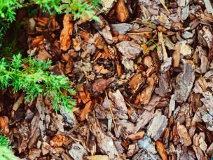 Pielęgnacja iglaków