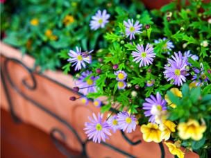 Kwiaty balkonowe w donicy