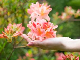 Pielęgnacja rododendronów