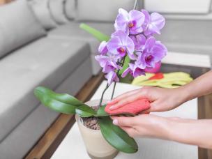 Ochrona storczyków przed szkodnikami