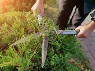 Przycinanie iglaków