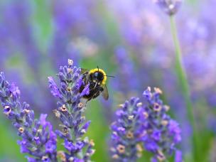 Bees & butterflies | David Domoney | Miracle-Gro