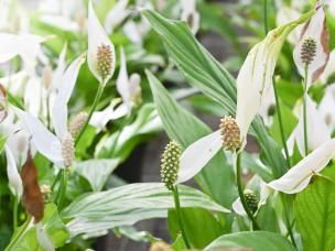 Home-boosting houseplants | David Domoney | Miracle-Gro