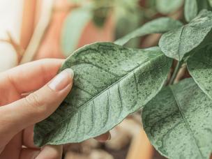 Plantenziektes bestrijden – Lutter maladies des plantes - I Love My Garden